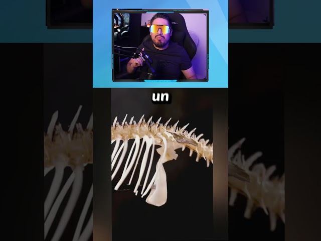 Vídeo relacionado con VOANZO Estatua de dinosaurio fósil de resina, modelo de esqueleto simulado, decoración de manualidades