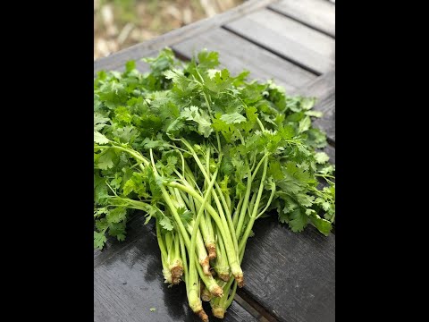 医療ビジネス薬科学科 ハーブをわしわし食べるとは？？？