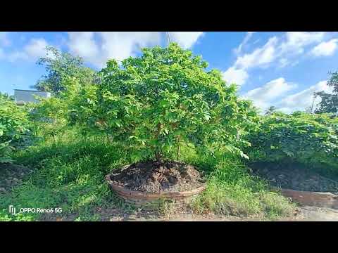 Nguyễn Dũng Trà Vinh