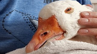 Woman sees sick goose in pond. Then her garage gets a redesign.
