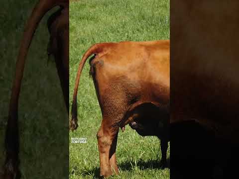 Agro Henn, craque da reprodução em Santa Catarina | Noticiário Tortuga
