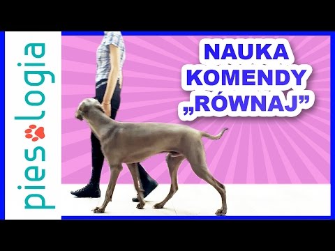 Andrew A. kulturystyka Kegel ćwiczenia mięśni dla kobiet