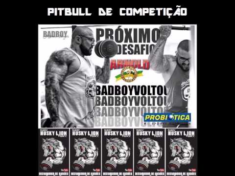 Husky Lion Crew - Pitbull de competição (Gym)