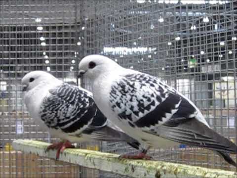 Damascener eisfarbig gehämmert, Lipsia-Schau 2017