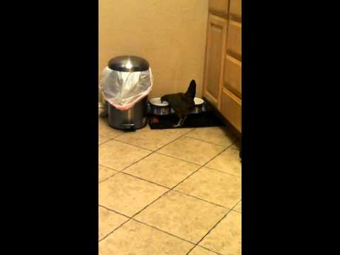 Dog share food with chicken.