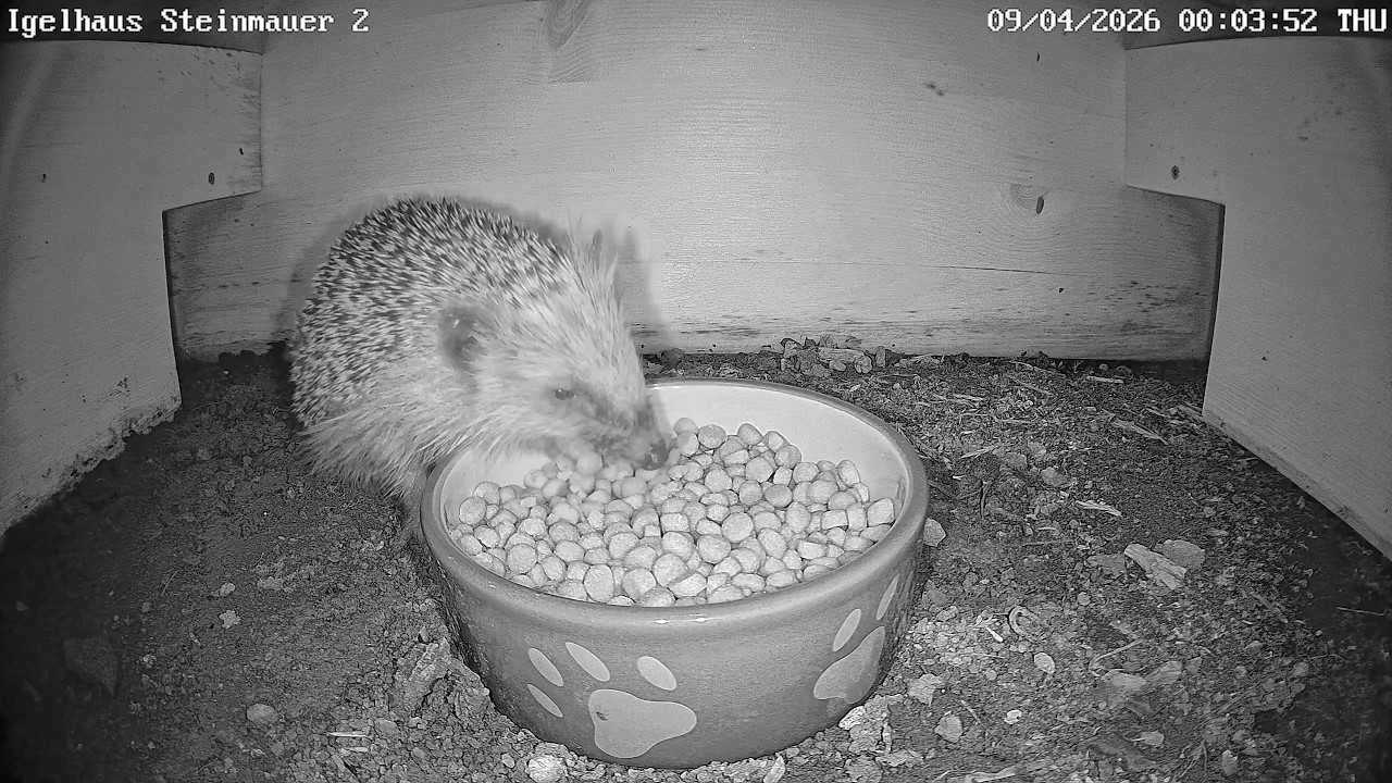Der erste Igel der Saison 2026 | Blaumeisenbezug AWO Siegen | 09.04.2026