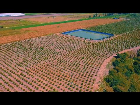 Rancho con 10,000 Árboles de Limón en Producción en Pilcaya Gro.