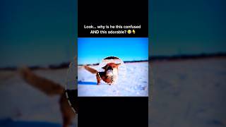 Cute Fox Being Adorably Confused