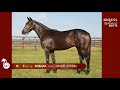 Arqana 2021.10 - N°537 - F. / Shalaa x Dolce Attesa présentée par le Haras de Grandcamp.