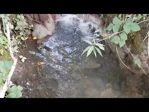 Bachgeflüster, Relaxing Sound Schwarzwaldbächlein