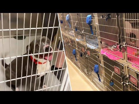How Shelter Found Homes for Every Animal Ahead of Lockdown
