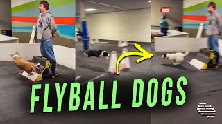 Dogs Having a Blast Playing and Rehearsing Their Flyball Skills