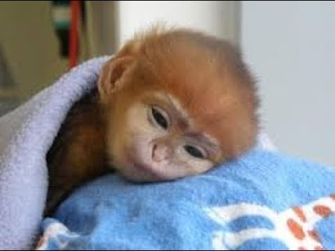 THE CUTEST MONKEYS YOU HAVE EVER SEEN || Cute Baby Monkeys Video