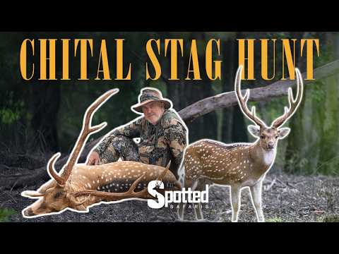 HUNTING CHITAL DEER STAGS In Australia - Two THIRTY INCH Stags For The Trip!