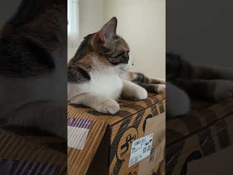 #562#cats#catschattering#catschasinghousefly#ytstudio #shortsvideoviral2025 #ytcats