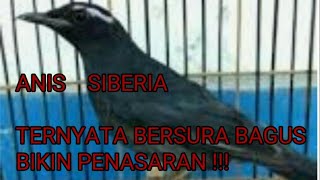 Download lagu SUARA BURUNG ANIS SIBERIA mp3 Download lagu SUARA BURUNG ANIS SIBERIA mp3