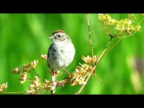 Strnádlik močiarny (Melospiza georgiana) — spev a hlas v prírode