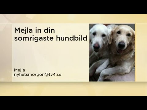 Inför Nyhetsmorgon söndag - Nyhetsmorgon (TV4)