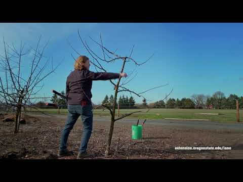 Coastal 101: How to Prune Fruit Trees