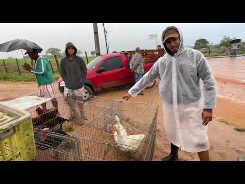 Feira de Galinha com Chuva em Senador Rui palmeira - AL 09 - 06 - 2026 #nordeste