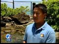 #Fukushima - Hawaii biologists mystified by millions ...