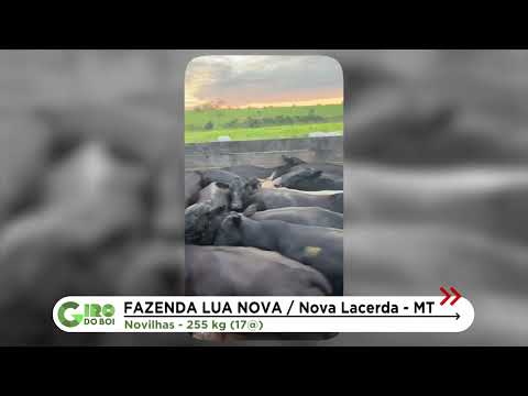 NOVILHAS PRECOCES CHEGAM A 17 ARROBAS EM NOVA LACERDA (MT); VEJA DETALHES