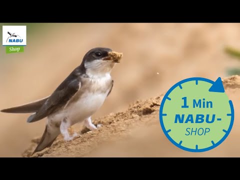 Ein Vogel, eine Minute - Mehlschwalbe / NABU-Shop