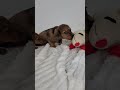 Miniature Dachshund dogs for sale: Rosemary - Video 1