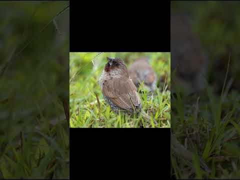 Scaly-breasted Munia #birds #birdsounds  #birdslover #natureandbirdssoundsrelaxingmusic
