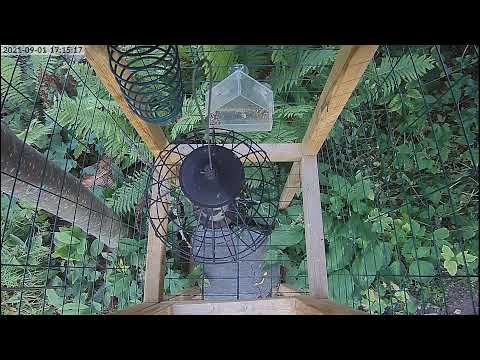 Видео Слайд