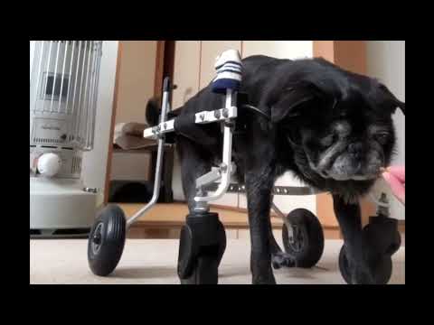 犬用車いすで小走りする15歳のパグ
