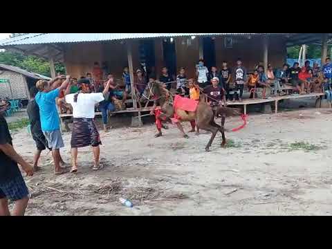 acara adat penguburan sumba timur