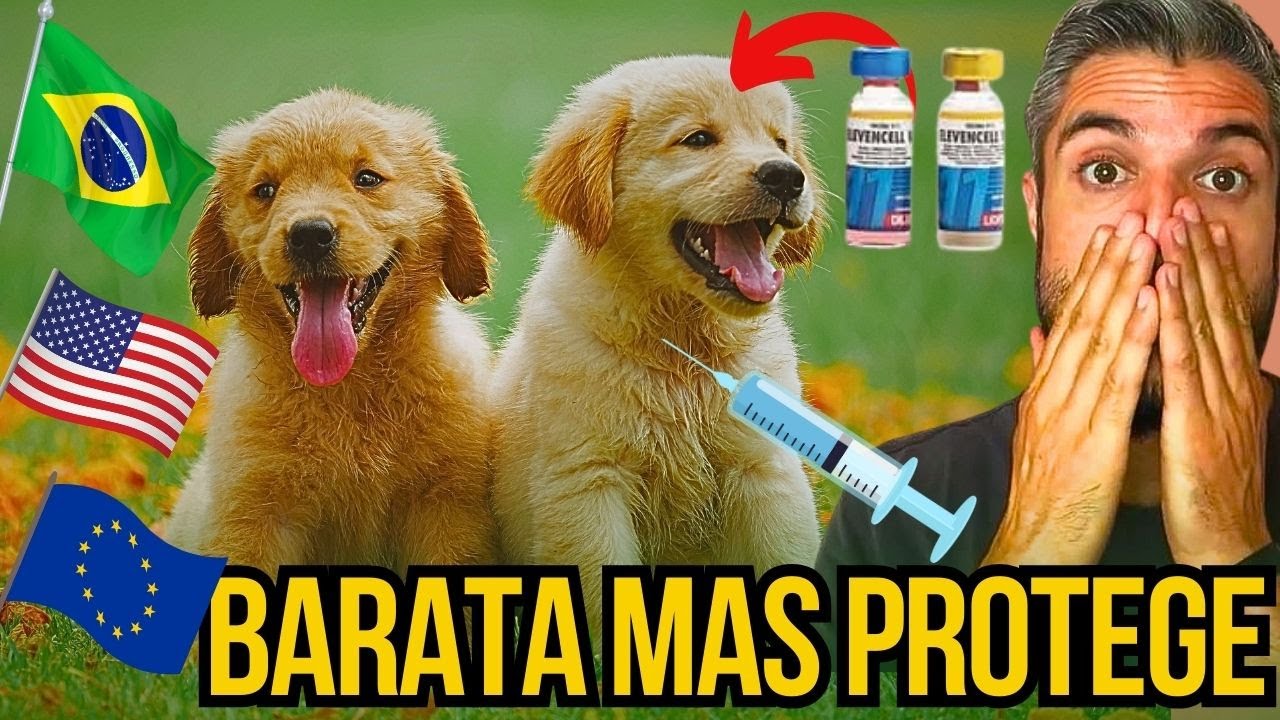 MELHOR VACINA PARA CACHORRO FILHOTE BARATA NACIONAL OU CARA IMPORTADA VAC V8 V10 V11 NO VETERINÁRIO