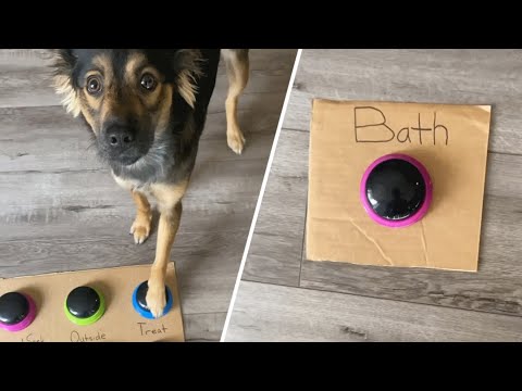 This Cute Dog Will Bowl You Over With Her Intelligence