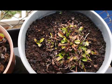 Venus fly traps in winter dormancy @venusflytrapsgrowembig433