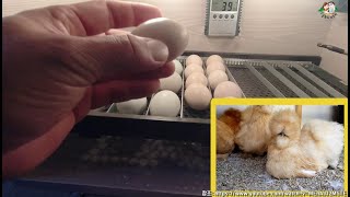 특별한 병아리 탄생을 위한 부화기의 중간 검점//Incubator for hatching special ch…