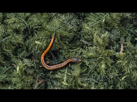 Learn about B.C.’s reptiles and amphibians | Creator Network