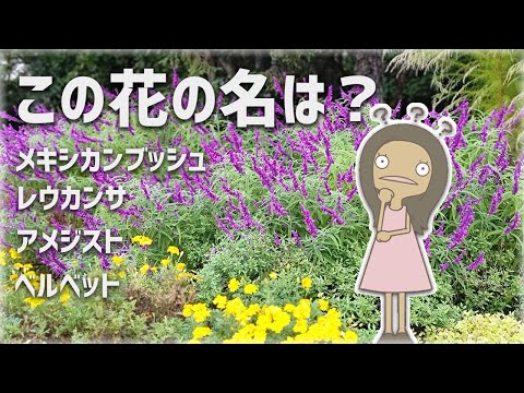 ケンクルス・シリアリスについて詳しく解説
