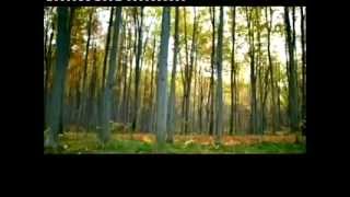 Cocteau Twins | Eperdu - versus House of Flying Daggers Zhang Ziyi