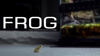 9months TINY FROG'S Vivarium｜ビバリウム｜Aquaterrarium｜Aquarium
