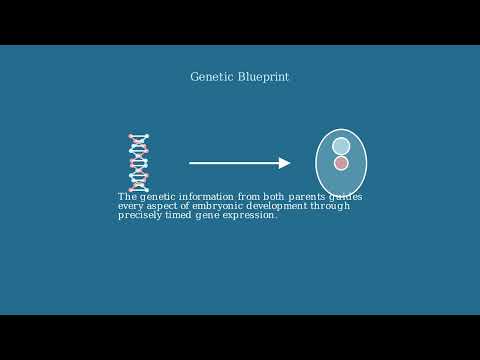 Sexual Reproduction – Stages, Types, Advantages, Examples - Video