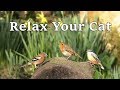 Calming Music For Cats The Sounds Of Nature And Beautiful Bird Song