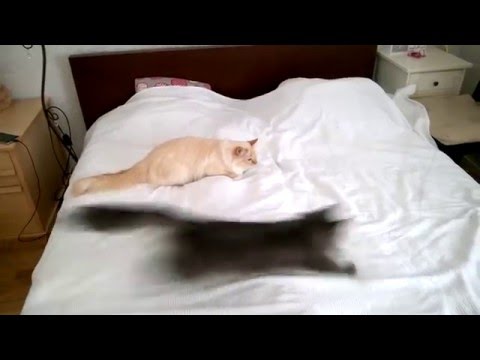 We playing - Fanni making a cameo