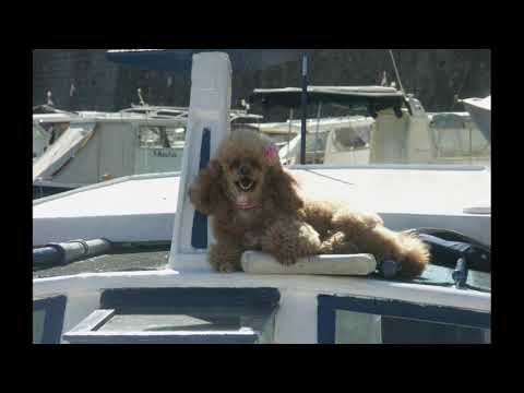 Zadar najlipši grad    GALEB - Neno Belan i klapa More