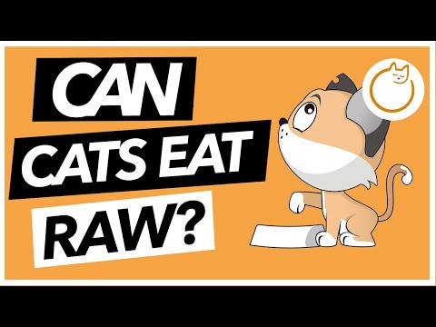 Can Cats Eat RAW FOOD Diets?!