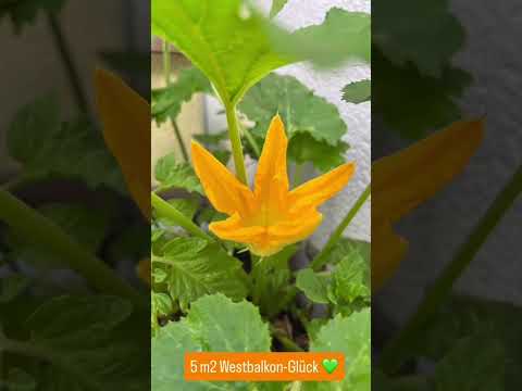 Balkon-Glück auf 5 m²: Bepflanzung seit Herbst 2015 mit Dauererde
