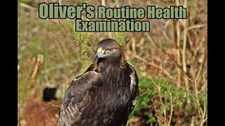 Oliver in the Clinic (Golden Eagle)