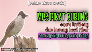 Download lagu Pikat Burung || MP3 Suara Kutilang dan Burcil Ribut Paling Ampuh Pikat Segala Jenis Burung mp3