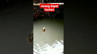 Download lagu GAK NYANGKA DAPAT LOUHAN‼️🎣🐋🌾#shortsvideo mp3