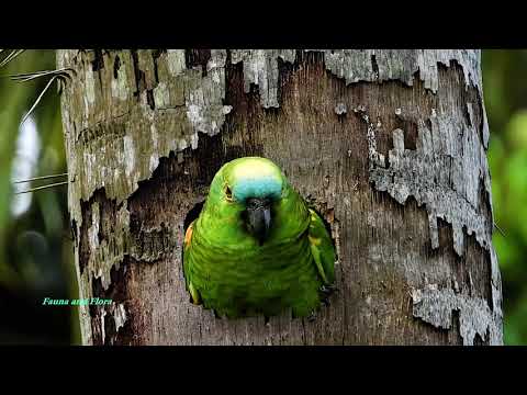 TURQUOISE-FRONTED PARROT nesting (AMAZONA AESTIVA), PAPAGAIO-VERDADEIRO, Wildlife shows,